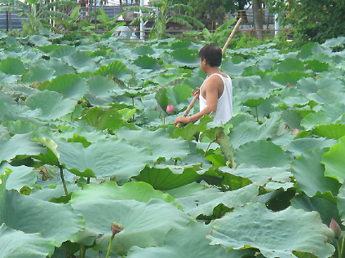 Masterstroke of making West Lake lotus tea